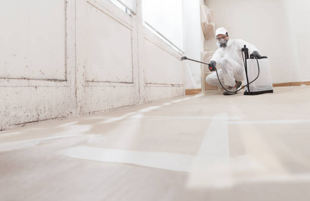 Black mold remediation team in Laurel